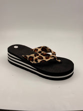 כפכף אצבע מנומר