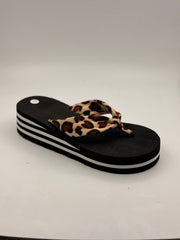 כפכף אצבע מנומר